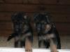 Красивые щенки немецкой овчарки. РКФ-FCI превью 1534537.
