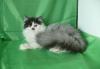 Персидские котята превью 1535210.