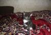Отдам котенка превью 1530628.
