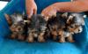 Щенки  иоркширского терьера превью 1530639.