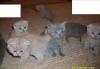Британские котята превью 1536556 Британские котята превью 1536556.