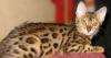 Бенгальские котята пятно, розетка, марбл превью 1536633 Бенгальские котята пятно, розетка, марбл превью 1536633.