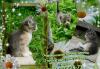 Превью Малышок-котенок  ищет своего хозяина Санкт-Петербург - 1