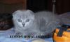 Превью Вязка и котята Шикарный вислоухий кот приглашает Москва - 3