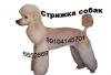 Превью Стрижка кошек, котов и собак.(без наркоза) Москва - 4