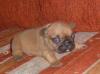 Превью Идет запись на супер красных французов Москва - 2
