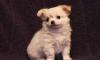Чихуахуа превью 1541510.