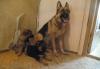 Щенки немецкой овчарки превью 1541887.