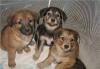 Щенки в дар превью 1540263.