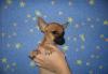 Превью Чихуахуа от чемпионов Москва - 1