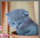 Продаю котят скоттиш фолд превью 1543095 Продаю котят скоттиш фолд превью 1543095.