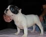 Французский бульдог.  Девочка и мальчик превью 1544725.