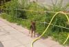 Превью Щенок шоколадка Той Терьера Москва - 1