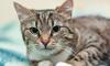 Очаровательная кошечка Тирамису ласковая и игривая превью 1540507 Очаровательная кошечка Тирамису ласковая и игривая превью 1540507.