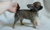 Девочки чихуахуа РКФ 5 мес превью 1540557.