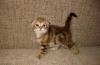 Шотландские вислоухие и прямоухие котята превью 1546717 Шотландские вислоухие и прямоухие котята превью 1546717.