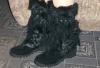 Превью Новые зимние сапоги Москва - 4