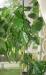 Продам взрослое кофеНачинает плодоносить превью 1546976 Продам взрослое кофеНачинает плодоносить превью 1546976.