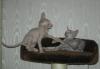 Превью Корниш рекс кошечка Москва - 4