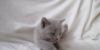 Превью Котенок лиловый Москва - 4