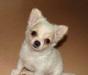 Чихуа-хуа девочка д/ш РКФ превью 1548153.