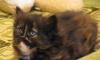 Котенок 1, 5 месяцев (девочка) отдам в добрые руки превью 1548480 Котенок 1, 5 месяцев (девочка) отдам в добрые руки превью 1548480.