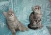 Британские котята различных окрасов превью 1549667 Британские котята различных окрасов превью 1549667.
