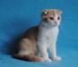 Шотландский вислоухий котик кремовый с белым превью 1549929 Шотландский вислоухий котик кремовый с белым превью 1549929.