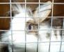 Продам крольчиху с клеткой превью 1551011.