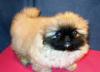 Продаются щенки пекинеса превью 1551490.
