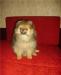 Малышка шпиц,3,5 мес,крошечная Юнесса превью 1551949.