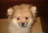 Щенки шпица  ждут своих владельцев превью 1552074.