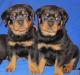 Продам щенков ротвейлера превью 1552139.