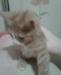 Бело-рыжим котятам нужен дом превью 1552857 Бело-рыжим котятам нужен дом превью 1552857.