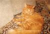 Солнечный рыжий кот в добрые руки. в дар превью 1550322 Солнечный рыжий кот в добрые руки. в дар превью 1550322.