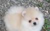 Щенки померанцы превью 1553071.