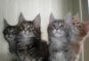 Котята мейн кун превью 1553368 Котята мейн кун превью 1553368.