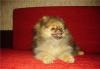 Померанец-шпиц,девочка Юнесса 3,5 месяца превью 1553786.