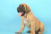 Превью Щенки Английского Мастифа Санкт-Петербург - 3