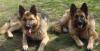 Щенки немецкой овчарки превью 1554261.
