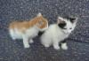 Отдам в хорошии руки котят превью 1554587 Отдам в хорошии руки котят превью 1554587.