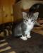 Отдам котят в хорошие руки превью 1554730 Отдам котят в хорошие руки превью 1554730.