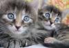 Котята в добрые руки в дар превью 1555351 Котята в добрые руки в дар превью 1555351.