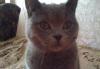 Продам британского котёнка превью 1555364 Продам британского котёнка превью 1555364.