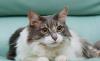 Добрейшая кошка-мурчалка Глафира в дар превью 1550673 Добрейшая кошка-мурчалка Глафира в дар превью 1550673.