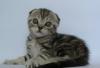 Скоттиш фолд котята,шоу класс превью 1556716 Скоттиш фолд котята,шоу класс превью 1556716.