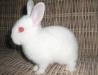 Карликовые крольчата превью 1556900.