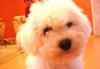 Щенки Бишона фризе превью 1556981.