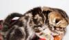 Плюшевые шотландские котята, мраморных окрасов превью 1550782 Плюшевые шотландские котята, мраморных окрасов превью 1550782.