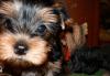Щеночки йоркширчиков превью 1557282.
